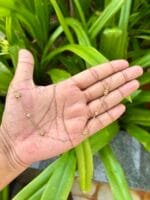 Beautiful Flower Golden Necklace 🌸 1878 - Image 2