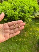 Cute little Golden Earrings♥️ - Image 2